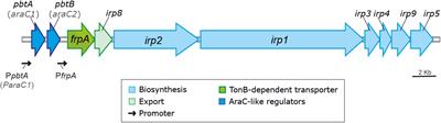 The Temperature-Dependent Expression of the High-Pathogenicity Island Encoding Piscibactin in Vibrionaceae Results From the Combined Effect of the AraC-Like Transcriptional Activator PbtA and Regulatory Factors From the Recipient Genome